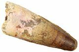 Fossil Spinosaurus Tooth - Real Dinosaur Tooth #249505-1